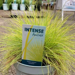 Festuca Glauca - AmiGold Grass