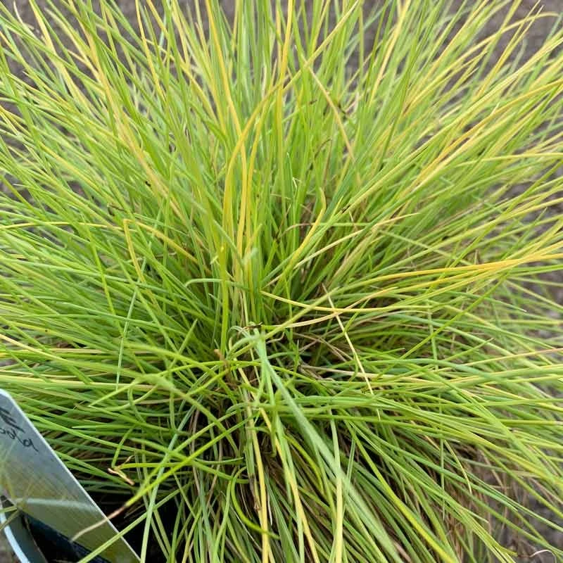 Festuca Glauca - AmiGold Grass 2 Festuca Glauca - AmiGold Grass - Image 2
